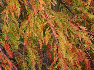 Taxodium distichum 'McLaren Falls' (Swamp Cypress) foliage turning from green to orange and russet in autumn, with feathery, drooping branchlets.