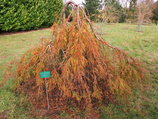 Taxodium distichum 'McLaren Falls' (Swamp Cypress), a weeping tree with russet-orange autumn foliage cascading over a mulched base on a lawn.