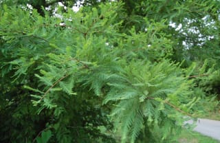 Taxodium distichum 'McLaren Falls' (Swamp Cypress) branches with soft, feathery fresh green foliage on slender reddish-brown stems, with a path in the background.