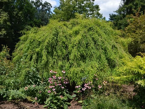 Taxodium distichum 'McLaren Falls'