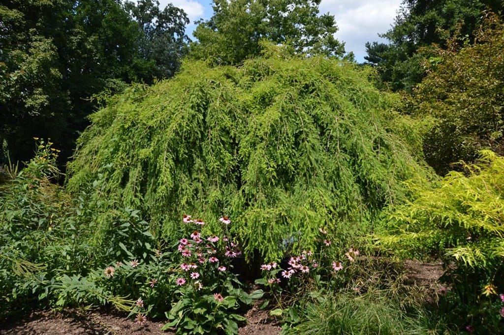 Taxodium distichum 'McLaren Falls' (Swamp Cypress), a mounded tree with weeping lime-green foliage, growing in a garden bed beside pink coneflowers.