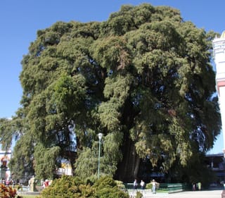 Taxodium distichum var. mexicanum (Mexican Swamp Cypress), a huge tree with a massive trunk and broad canopy of drooping green foliage, towering over people in a town square.