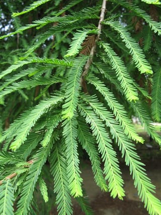 Taxodium distichum var. mexicanum (Mexican Swamp Cypress) branch with feathery, bright green leaflets in flat sprays along slender twigs, with more foliage behind.