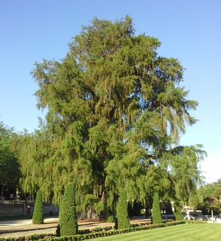 Mature Taxodium distichum var. mexicanum (Mexican Swamp Cypress), a broad tree with drooping, feathery green foliage, in a park beside clipped conical hedges and lawn.
