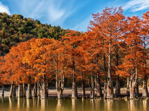 Taxodium distichum
