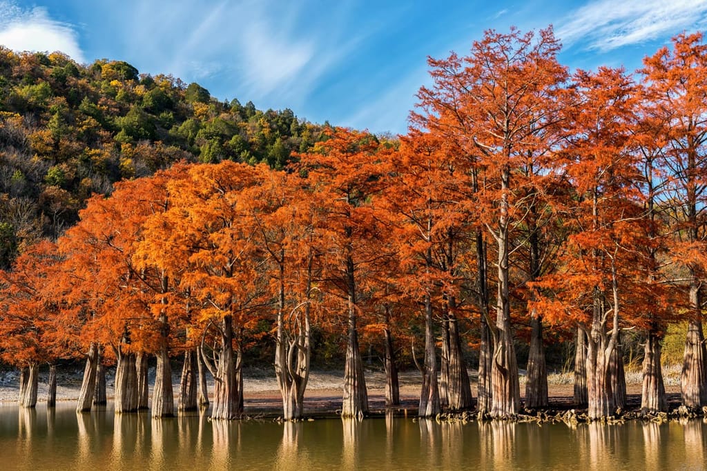 Taxodium distichum (Swamp Cypress) trees in russet-orange autumn foliage, with buttressed trunks standing in still water beneath a blue sky.