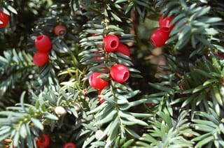 Taxus baccata (Common Yew) branches with flat dark green needles and bright red, cup-shaped arils, with small pale buds visible below.