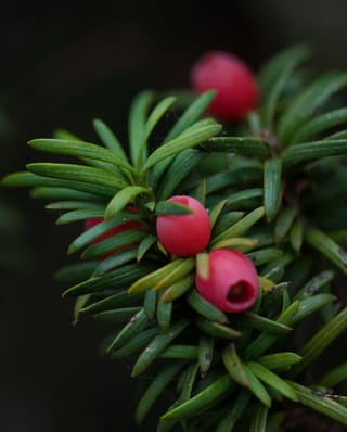 Taxus baccata 'Fastigiata' (Irish Yew) foliage close-up, with flat dark green needles and bright red fleshy arils against a dark background.