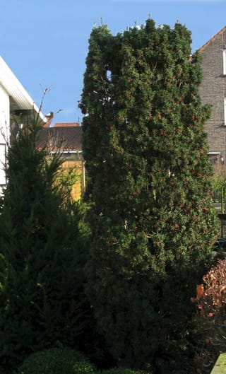Taxus baccata 'Fastigiata' (Irish Yew), a tall columnar evergreen with dark green foliage and scattered red berries, growing in a garden beside brick houses.