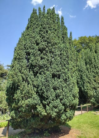 Mature Taxus baccata 'Fastigiata' (Irish Yew), a dense, dark green columnar evergreen with several upright tips, growing beside a path and lawn under blue sky.