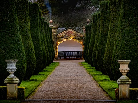 Taxus baccata 'Fastigiata'