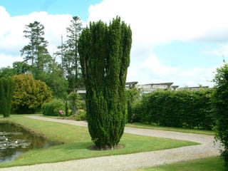 Taxus baccata 'Fastigiata' (Irish Yew), a tall columnar dark green evergreen standing on a lawn beside a gravel path, pond and hedge.