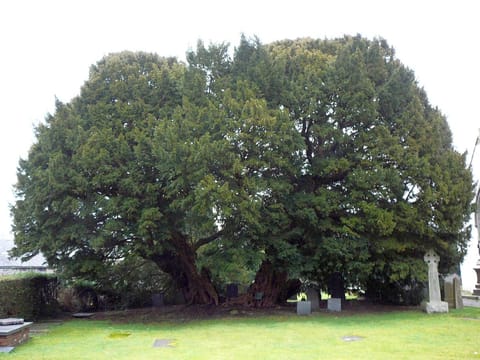 Taxus baccata