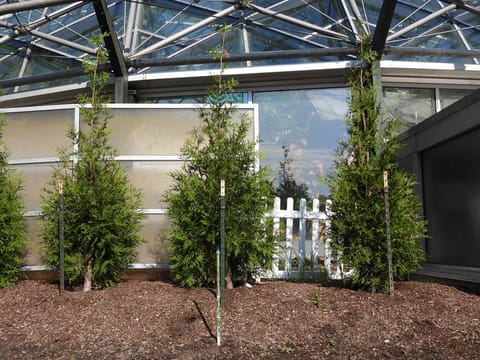 Thuja 'Green Giant'