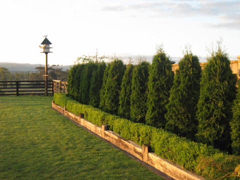 Thuja occidentalis 'Pyramidalis'