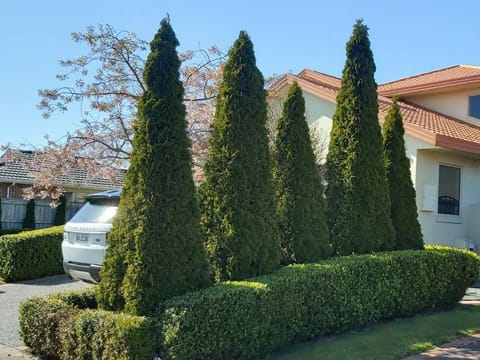 Thuja occidentalis 'Smaragd'