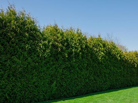 Thuja plicata