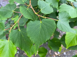 Tilia cordata (Small-leaved Linden) foliage close-up, showing heart-shaped green leaves with finely toothed edges on slender reddish-brown stems.