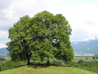 Tilia cordata (Small-leaved Linden), a broad deciduous tree in full green leaf on a grassy hilltop, with farmland and a snow-capped mountain behind.