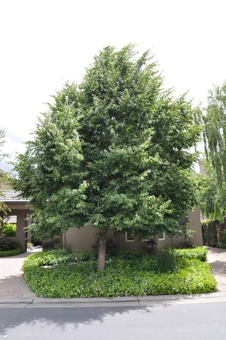 Tilia cordata (Small-leaved Linden), a dense, pyramidal deciduous tree with green foliage, growing from a ground cover bed beside a paved driveway and house.