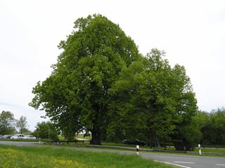 Mature Tilia cordata (Small-leaved Linden) with a broad, dense green canopy and thick trunk beside a road, with parked cars and grass nearby.