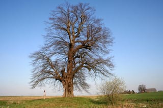 Mature Tilia cordata (Small-leaved Linden), bare in late winter, with a thick trunk and wide branching crown on a grassy mound beside open fields, a person standing nearby.