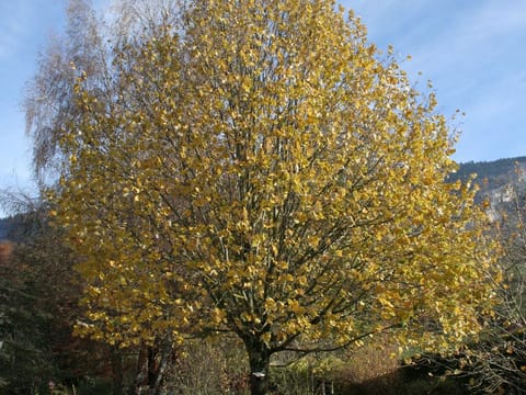 Tilia cordata
