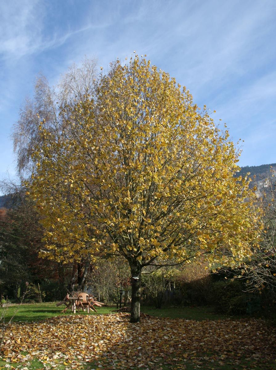 Tilia cordata (Small-leaved Linden) in autumn, a broad tree with golden-yellow leaves, fallen leaves covering the lawn and a garden table beyond.