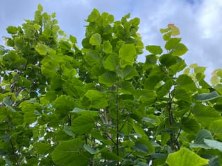 Tilia platyphyllos (Large-leaved Linden) canopy seen from below, with broad, heart-shaped green leaves on slender branches against a cloudy blue sky.