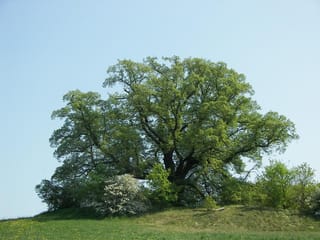 Mature Tilia platyphyllos (Large-leaved Linden) with a broad, spreading crown of fresh green spring foliage, standing on a grassy hillock under a clear blue sky.