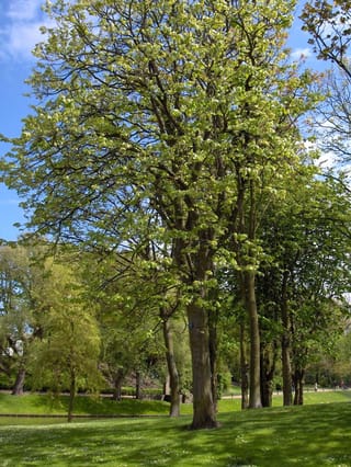 Tilia platyphyllos (Large-leaved Linden), a tall deciduous tree in fresh spring leaf, growing on a sunny park lawn beside other trees.