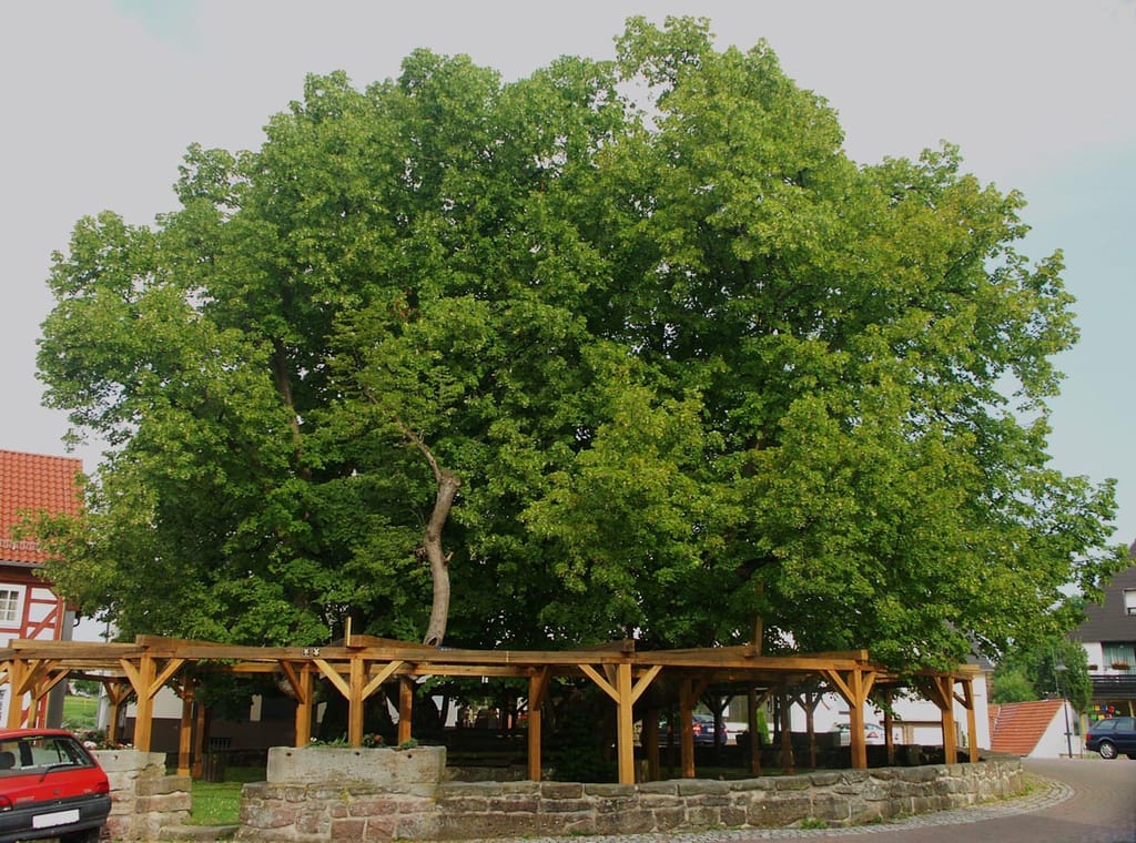 Large-leaved Linden (Tilia platyphyllos), a broad mature tree with dense green canopy, growing within a stone wall and timber frame beside village houses.