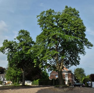 Mature Tilia tomentosa (Silver Linden) with a broad, leafy green crown and forked trunk, standing beside a second tree near a brick house.