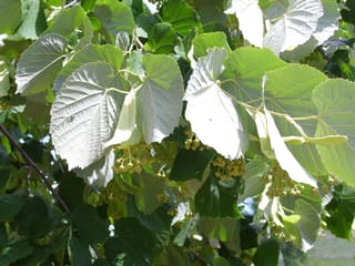 Tilia tomentosa (Silver Linden) branches with heart-shaped leaves showing pale silvery undersides, and clusters of small yellowish buds hanging among the dark green foliage.