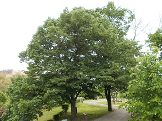 Tilia tomentosa (Silver Linden), a broad deciduous tree with a dense rounded green canopy and dark trunk, beside a park path and lawn.