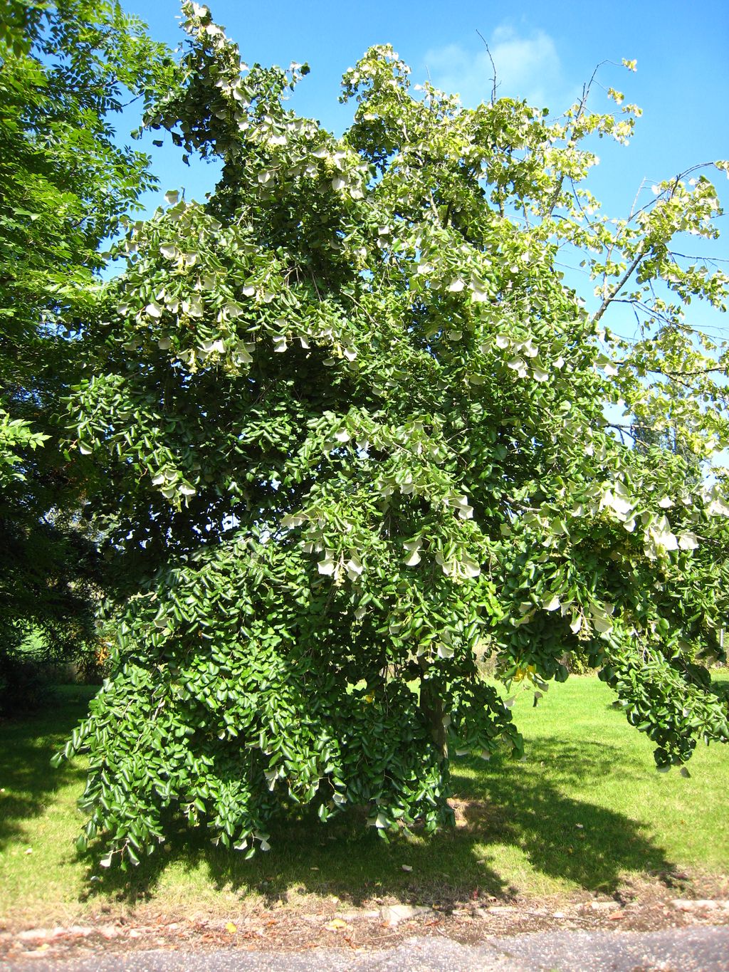 Tilia tomentosa 'Orbicularis' (Silver Linden) tree with dense dark-green foliage and pale silvery leaf undersides showing, standing on a lawn under blue sky.