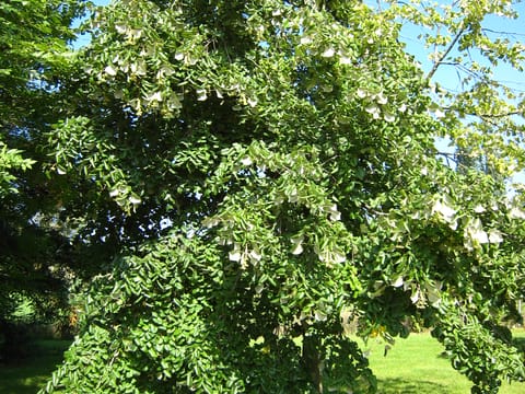 Tilia tomentosa 'Orbicularis'
