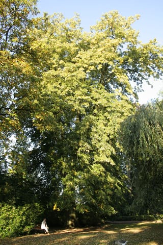 Mature Tilia tomentosa 'Orbicularis' (Silver Linden), a tall tree with a dense green and yellow-green canopy, in a park with a person seated on a bench below.