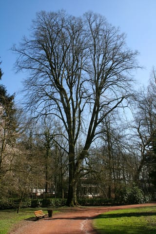 Tilia tomentosa 'Orbicularis' (Silver Linden), a tall bare winter tree with spreading branches beside a red gravel path and park bench.