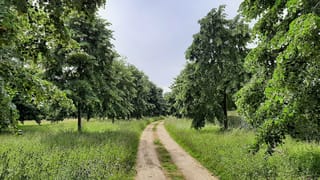 Tilia tomentosa 'Petiolaris' (Silver Linden) trees lining a sandy track, with dark green leafy canopies over long grass and wildflowers.