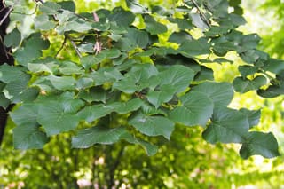 Tilia tomentosa 'Petiolaris' (Silver Linden) branch with broad, heart-shaped, toothed dark green leaves hanging against a blurred green background.