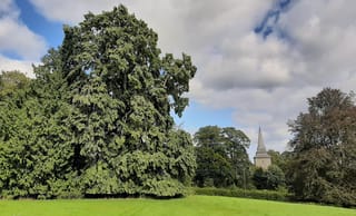 Mature Tilia tomentosa 'Petiolaris' (Silver Linden), a large deciduous tree with dense, drooping dark green foliage, beside a lawn with a church spire behind.