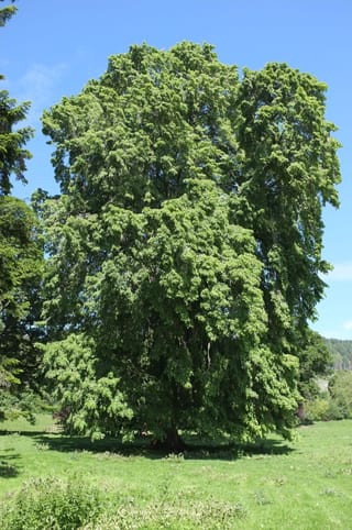 Mature Tilia tomentosa 'Petiolaris' (Silver Linden), a broad deciduous tree with dense green summer foliage and drooping branches, standing in a grassy paddock under blue sky.