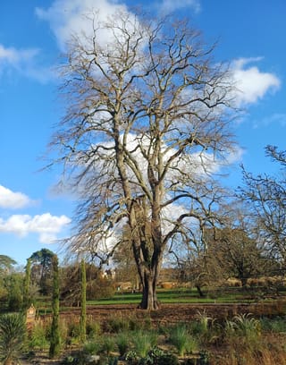 Bare-branched Tilia tomentosa 'Petiolaris' (Silver Linden) in winter, with a multi-stemmed trunk and fine drooping twigs against blue sky, in a garden.