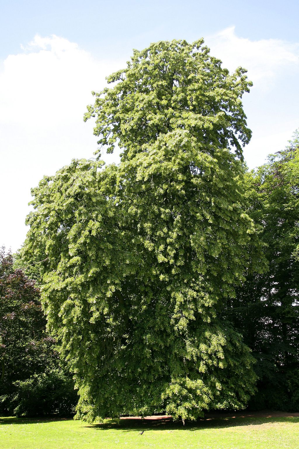 Mature Tilia tomentosa 'Petiolaris' (Silver Linden), a tall tree with drooping branches and dense green foliage, standing on a lawn in a park.