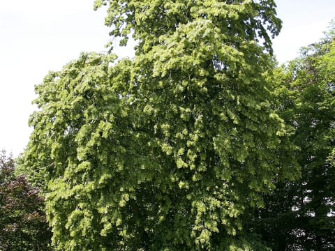 Tilia tomentosa 'Petiolaris'