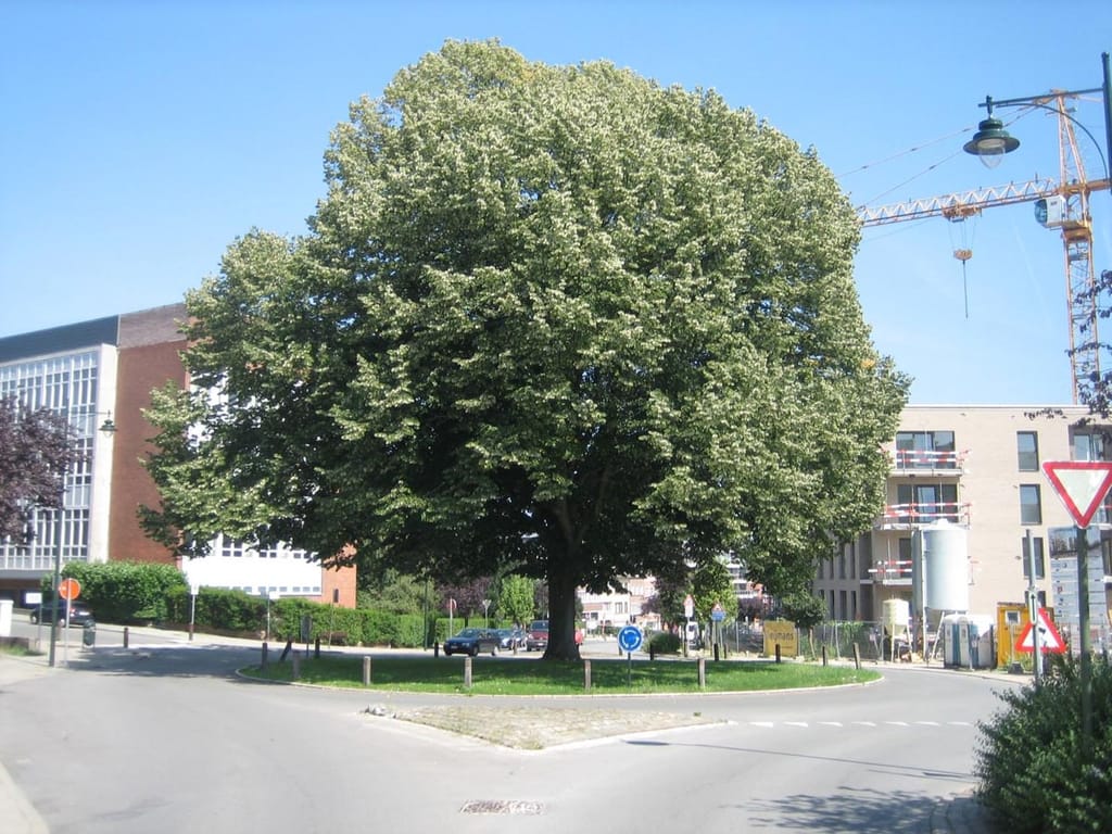 Mature Tilia tomentosa (Silver Linden) with a broad, rounded crown of green foliage and pale flowers, growing on a grassed roundabout beside buildings.