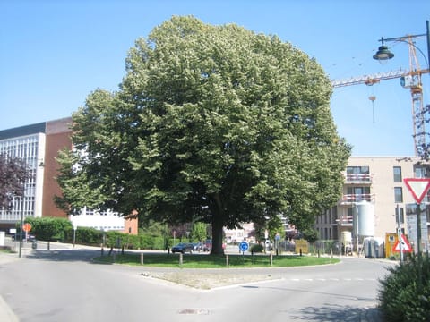 Tilia tomentosa
