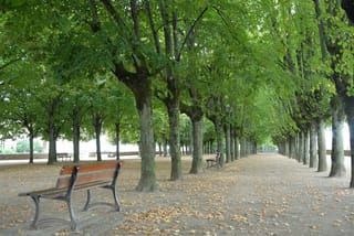 Tilia x europaea (Common Linden) trees lining a gravel promenade, with green leafy canopies, mossy trunks, wooden park benches and fallen leaves.