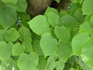 Tilia x europaea (Common Linden) foliage, showing broad heart-shaped green leaves with finely toothed edges and visible veins, growing in front of a rough grey trunk.